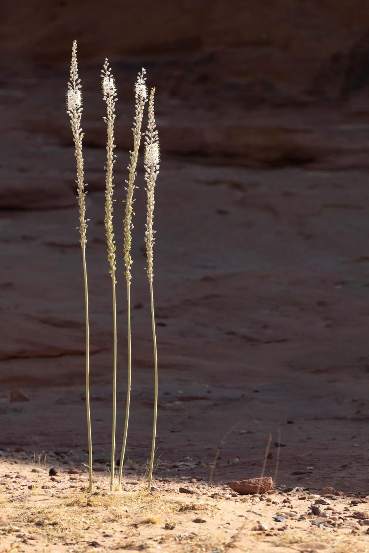 Wadi Rum Camp & Jeep Tour Exterior foto