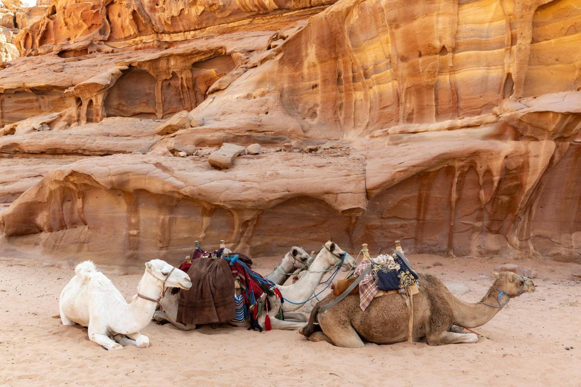 Wadi Rum Camp & Jeep Tour Exterior foto