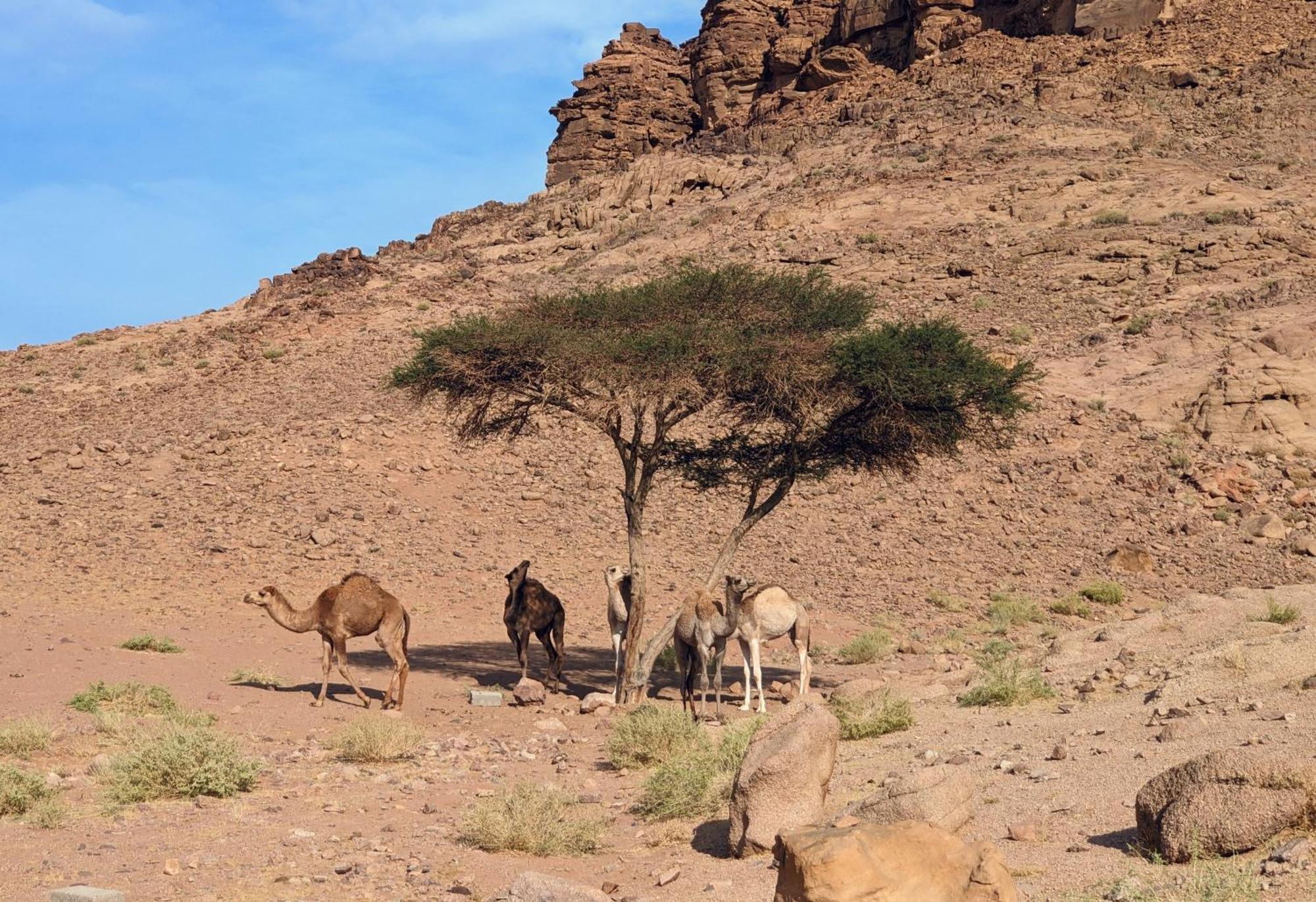 Wadi Rum Camp & Jeep Tour Exterior foto